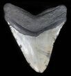 Megalodon Tooth - North Carolina #59203-2